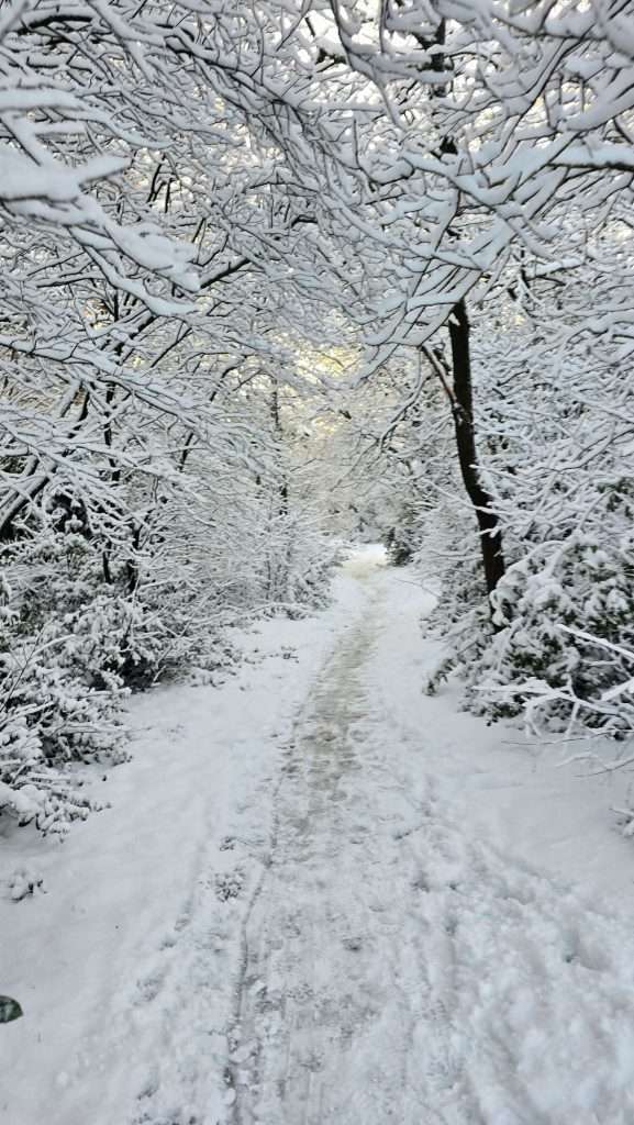 Besneeuwd bospad bij de Bussummerheide