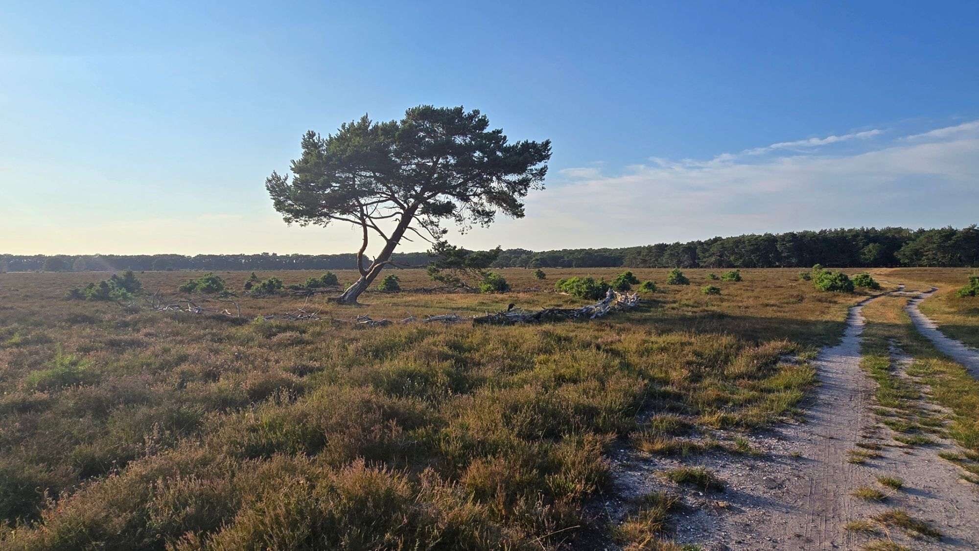 De Bussummerheide in het Gooi met een vliegden, startpunt voor wandelcoaching vanuit Bussum