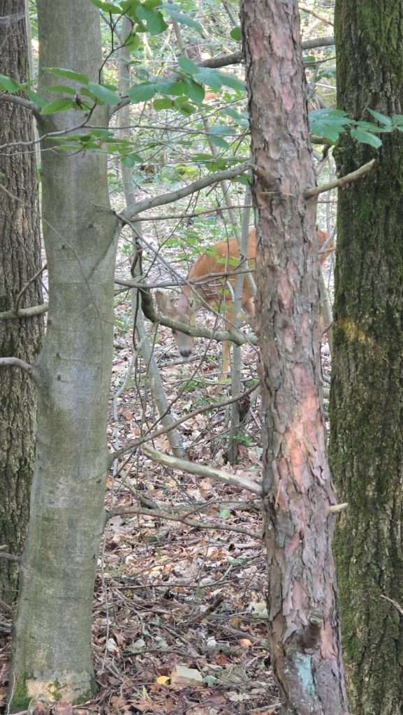 Een ree tussen de bomen aan de rand van de Bussummerheide