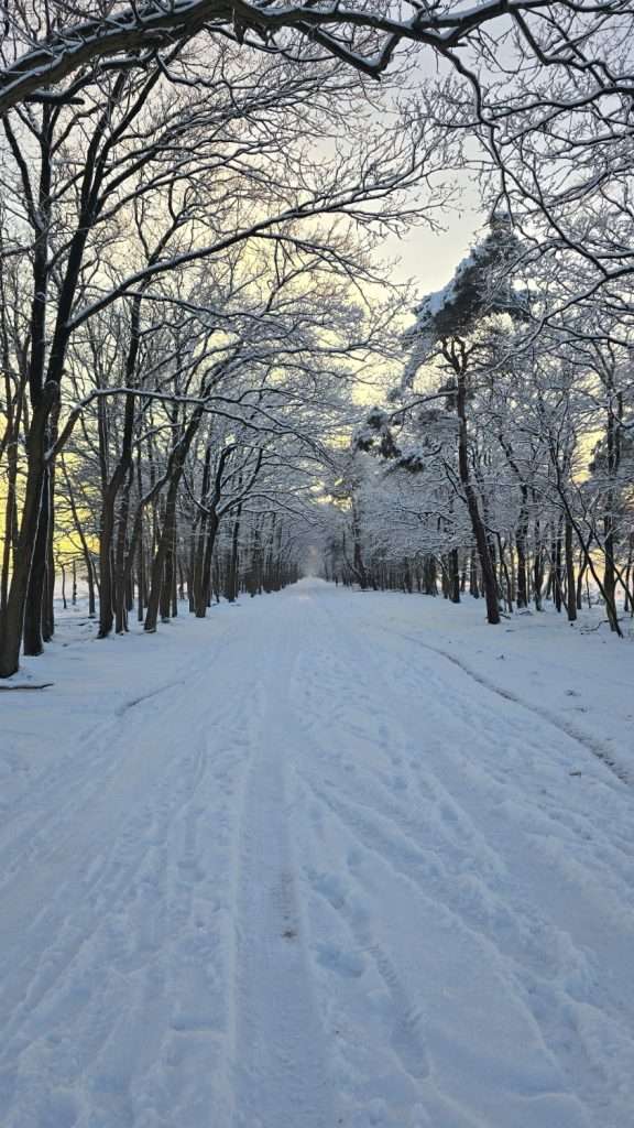 Besneeuwde laan op de Bussummerheide in de winter